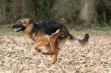 BERGER ALLEMAND 1040